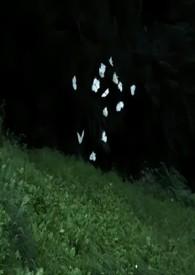 蔚然成林